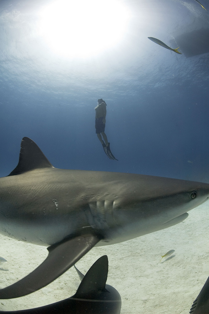 Freediving with caribbean reef sharks Bahamas. Photo © Veruschka Matchett