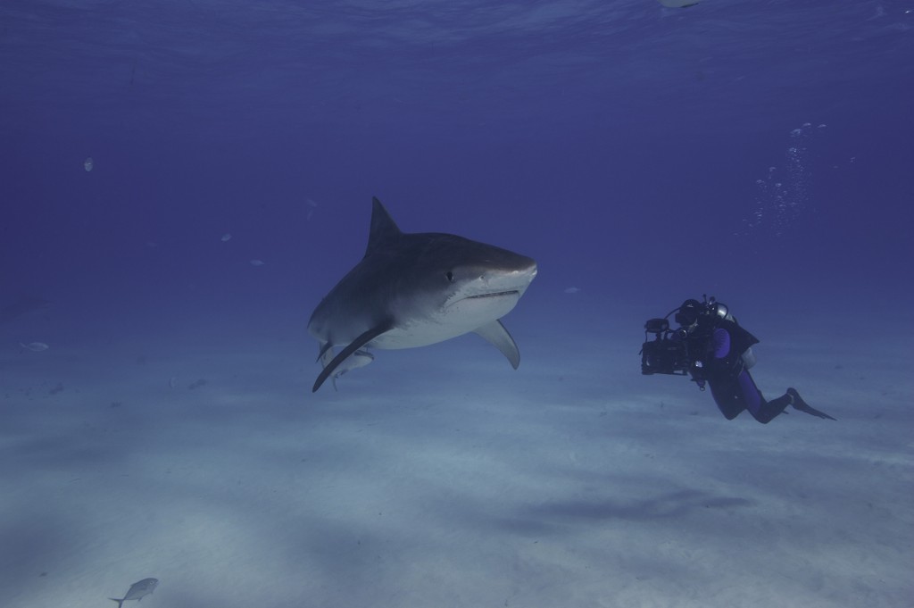 Filming Tiger sharks in the Bahamas. Photo credit Eric Cheng. http://www.echeng.com/