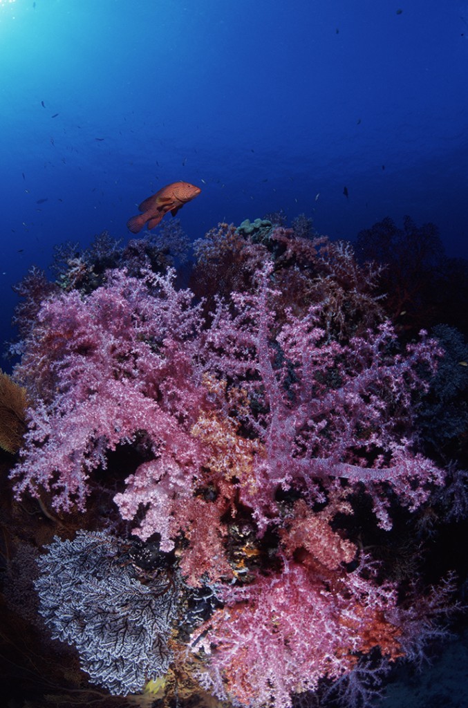 Soft Coral Trout