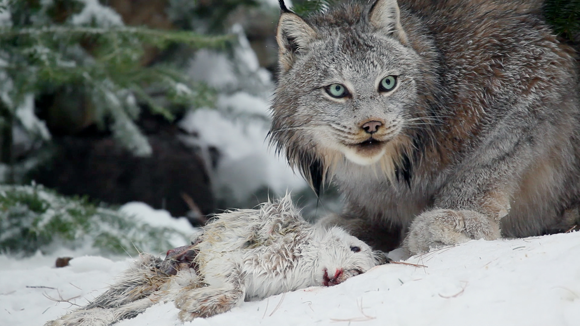 The Canadian Lynx - Revolution
