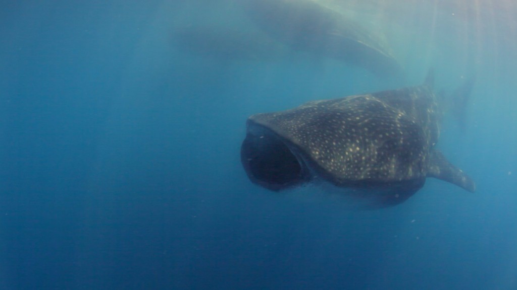 Whale sharks from all over the Atlantic congregate near Isla Mujeres, Mexico every July to feed on Bonito spawn. There were 300 in a 1 kilometre square.